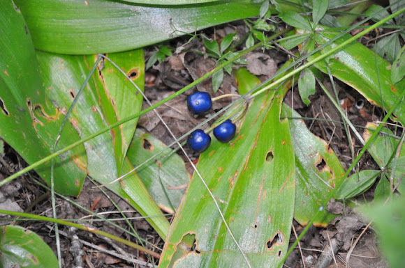 Spotting Image 1