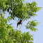 Red-winged Blackbird
