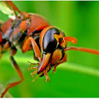 Potter Wasp