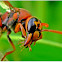 Potter Wasp