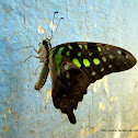 Tailed Jay