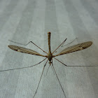 Daddy Longlegs/ Crane Fly