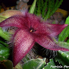 Carrion Plant
