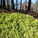 Sphagnum Moss