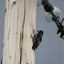 Red-naped Sapsucker