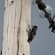 Red-naped Sapsucker