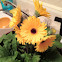 Gerber daisy