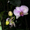 Orchidaceae