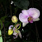 Orchidaceae