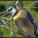 Blue Jay