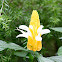 黃蝦花 Pachystachys lutea 