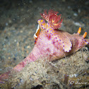 Slender Ceratosoma Nudibranch with hitchhiking Emperor Shrimp