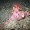 Slender Ceratosoma Nudibranch with hitchhiking Emperor Shrimp