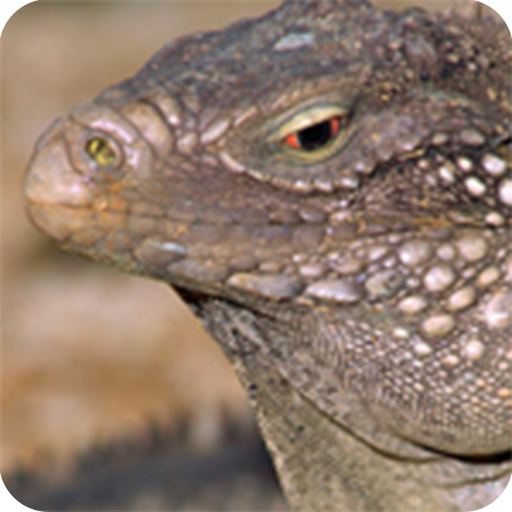 Ultimate Iguana Care Handbook 生活 App LOGO-APP開箱王