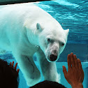 Polar Bear