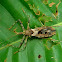 damselbug