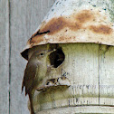 House Wren