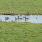 Canada goose