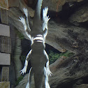 Albino American Alligator