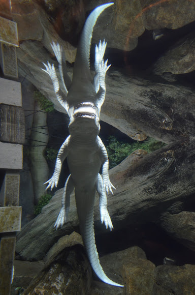 Spotting Image 1