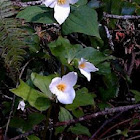 Trillium