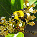 Flower fly (Syrphidae)