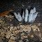 Dead Man's Fingers