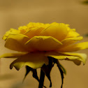rose