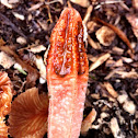 Stink horn?
