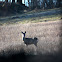 Roe Deer