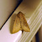 Armyworm Moth