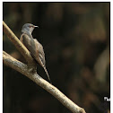 Plaintive Cuckoo