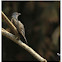Plaintive Cuckoo