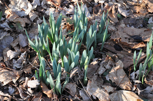 Spotting Image 1