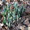 Daffodils