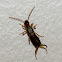 European earwig
