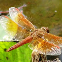 Ditch Jewel female