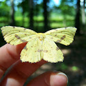 Xanthotype Moth