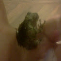 Grey Tree Frog