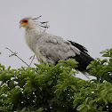 Secretary Bird
