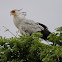 Secretary Bird