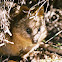 Quokka