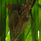 Tarsier