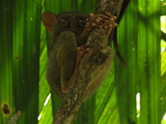 Spotting Image 1