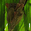 Tarsier