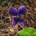 Common blue violet
