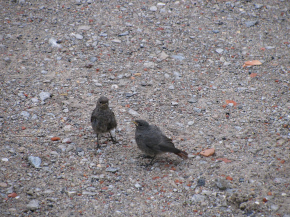 Spotting Image 1