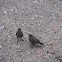  Black redstart