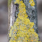 common orange lichen, yellow scale, maritime sunburst lichen or shore lichen