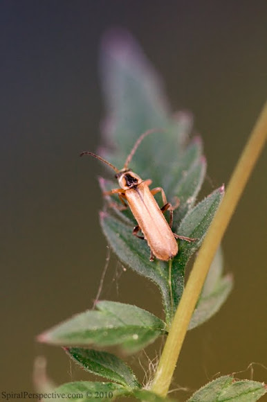 Spotting Image 1